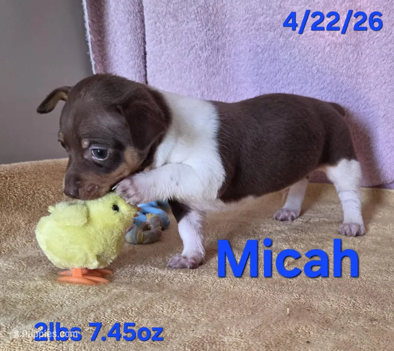 Micah – Teddy Roosevelt Terrier puppy for sale in Wetumpka, AL