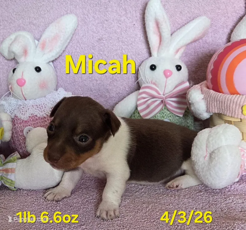 Micah – Teddy Roosevelt Terrier puppy for sale in Wetumpka, AL