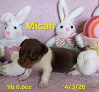 Micah, a male Teddy Roosevelt Terrier for sale in Wetumpka, AL – Photo 3 of 6