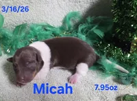 Micah, a male Teddy Roosevelt Terrier for sale in Wetumpka, AL – Photo 1 of 2