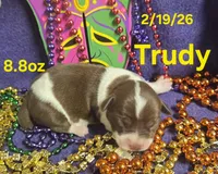 Trudy, a female Teddy Roosevelt Terrier for sale in Wetumpka, AL – Photo 1 of 5