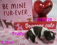 Trudy, a female Teddy Roosevelt Terrier for sale in Wetumpka, AL – Photo 5 of 5