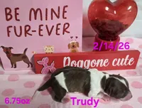 Trudy, a female Teddy Roosevelt Terrier for sale in Wetumpka, AL – Photo 4 of 5