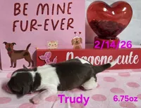 Trudy, a female Teddy Roosevelt Terrier for sale in Wetumpka, AL – Photo 2 of 5