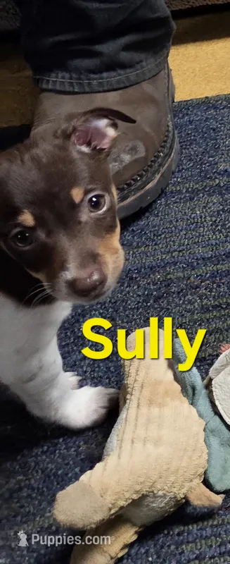 Sully – Teddy Roosevelt Terrier puppy for sale in Wetumpka, AL