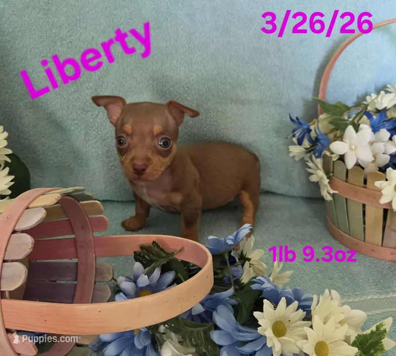 Liberty  – Teddy Roosevelt Terrier puppy for sale in Wetumpka, AL