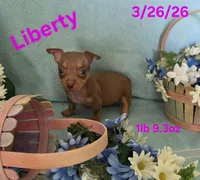 Liberty , a female Teddy Roosevelt Terrier for sale in Wetumpka, AL – Photo 2 of 5
