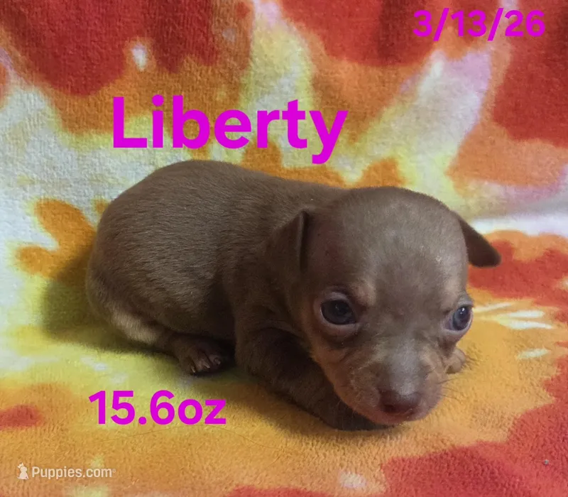 Liberty  – Teddy Roosevelt Terrier puppy for sale in Wetumpka, AL