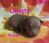 Liberty , a female Teddy Roosevelt Terrier for sale in Wetumpka, AL – Photo 4 of 5