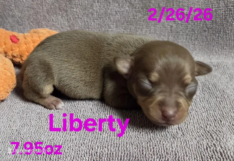 Liberty 