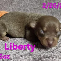 Liberty , a female Teddy Roosevelt Terrier for sale in Wetumpka, AL – Photo 5 of 5