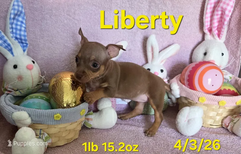 Liberty  – Teddy Roosevelt Terrier puppy for sale in Wetumpka, AL