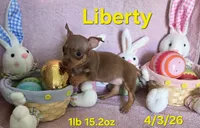 Liberty , a female Teddy Roosevelt Terrier for sale in Wetumpka, AL – Photo 1 of 5