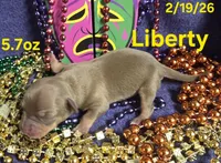 Liberty , a female Teddy Roosevelt Terrier for sale in Wetumpka, AL – Photo 3 of 4
