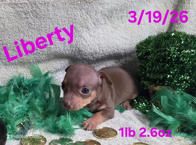 Liberty  – Teddy Roosevelt Terrier puppy for sale in Wetumpka, AL