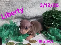 Liberty , a female Teddy Roosevelt Terrier for sale in Wetumpka, AL – Photo 3 of 5