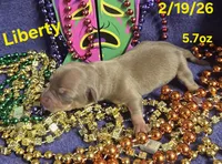 Liberty , a female Teddy Roosevelt Terrier for sale in Wetumpka, AL – Photo 4 of 4