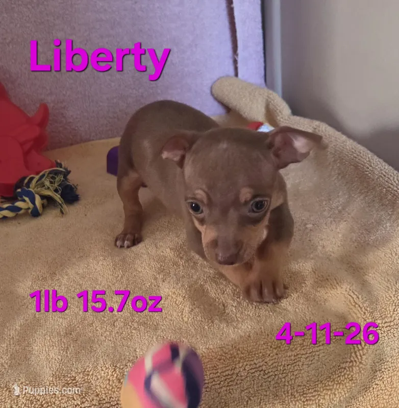 Liberty  – Teddy Roosevelt Terrier puppy for sale in Wetumpka, AL