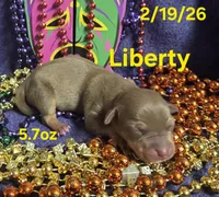 Liberty , a female Teddy Roosevelt Terrier for sale in Wetumpka, AL – Photo 2 of 4