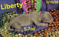 Liberty , a female Teddy Roosevelt Terrier for sale in Wetumpka, AL – Photo 1 of 4