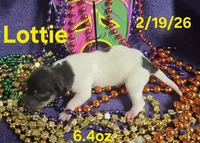 Lottie , a female Teddy Roosevelt Terrier for sale in Wetumpka, AL – Photo 3 of 4