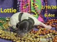 Lottie , a female Teddy Roosevelt Terrier for sale in Wetumpka, AL – Photo 1 of 4