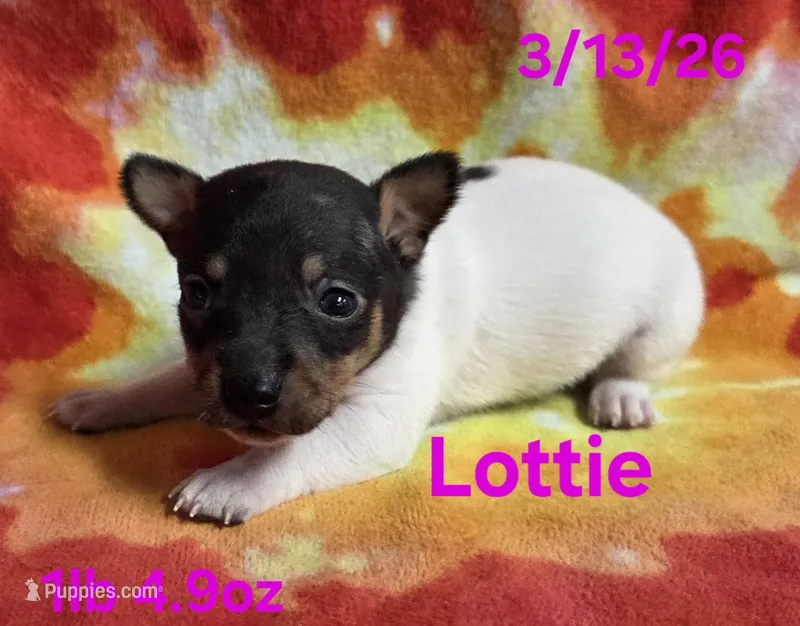 Lottie  – Teddy Roosevelt Terrier puppy for sale in Wetumpka, AL