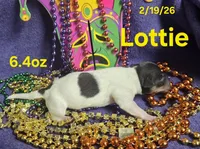 Lottie , a female Teddy Roosevelt Terrier for sale in Wetumpka, AL – Photo 4 of 4
