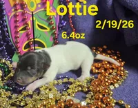 Lottie , a female Teddy Roosevelt Terrier for sale in Wetumpka, AL – Photo 2 of 4
