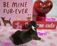 Terri, a female Teddy Roosevelt Terrier for sale in Wetumpka, AL – Photo 4 of 5