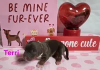 Terri, a female Teddy Roosevelt Terrier for sale in Wetumpka, AL – Photo 3 of 5