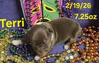 Terri, a female Teddy Roosevelt Terrier for sale in Wetumpka, AL – Photo 1 of 5