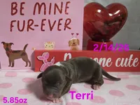 Terri, a female Teddy Roosevelt Terrier for sale in Wetumpka, AL – Photo 5 of 5