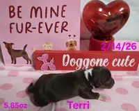 Terri, a female Teddy Roosevelt Terrier for sale in Wetumpka, AL – Photo 2 of 5