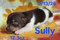 Sully, a male Teddy Roosevelt Terrier for sale in Wetumpka, AL – Photo 6 of 7