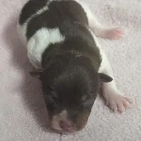 Sully, a male Teddy Roosevelt Terrier for sale in Wetumpka, AL – Photo 1 of 4