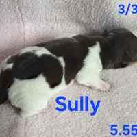 Sully, a male Teddy Roosevelt Terrier for sale in Wetumpka, AL – Photo 4 of 4