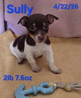 Sully, a male Teddy Roosevelt Terrier for sale in Wetumpka, AL – Photo 1 of 7