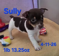 Sully, a male Teddy Roosevelt Terrier for sale in Wetumpka, AL – Photo 2 of 7