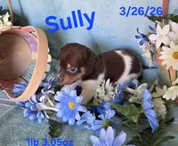 Sully, a male Teddy Roosevelt Terrier for sale in Wetumpka, AL – Photo 4 of 7