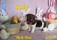 Sully, a male Teddy Roosevelt Terrier for sale in Wetumpka, AL – Photo 3 of 7