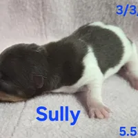 Sully, a male Teddy Roosevelt Terrier for sale in Wetumpka, AL – Photo 3 of 4