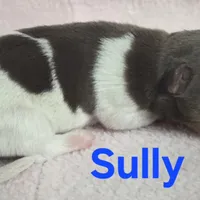 Sully, a male Teddy Roosevelt Terrier for sale in Wetumpka, AL – Photo 2 of 4