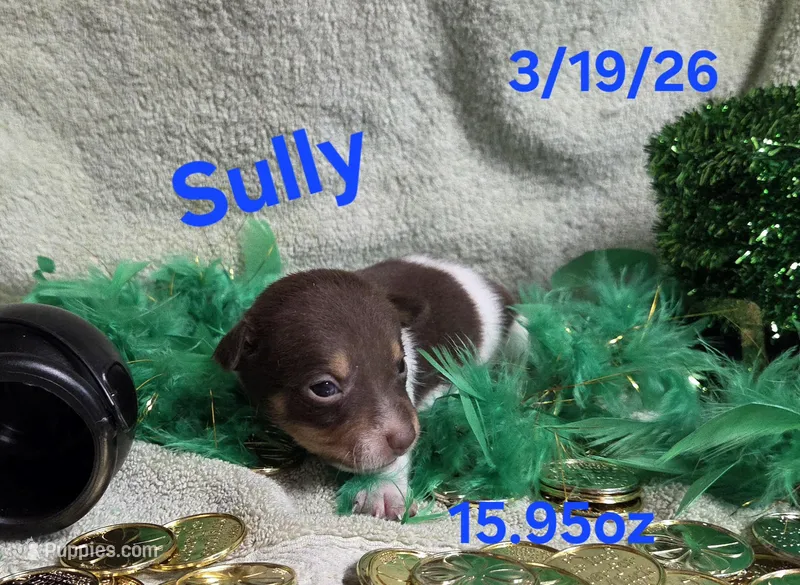 Sully – Teddy Roosevelt Terrier puppy for sale in Wetumpka, AL