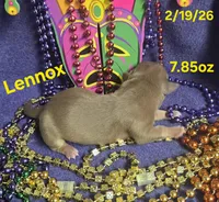 Lennox , a female Teddy Roosevelt Terrier for sale in Wetumpka, AL – Photo 3 of 4