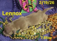 Lennox , a female Teddy Roosevelt Terrier for sale in Wetumpka, AL – Photo 2 of 4