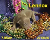 Lennox , a female Teddy Roosevelt Terrier for sale in Wetumpka, AL – Photo 1 of 4