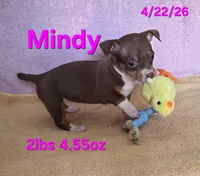 Mindy, a female Teddy Roosevelt Terrier for sale in Wetumpka, AL – Photo 1 of 2