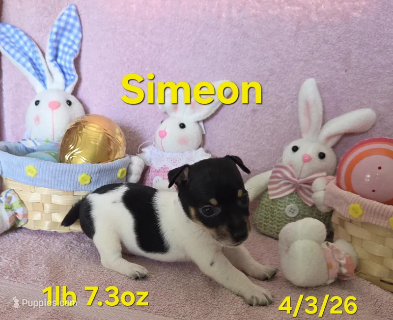 Simeon  – Teddy Roosevelt Terrier puppy for sale in Wetumpka, AL