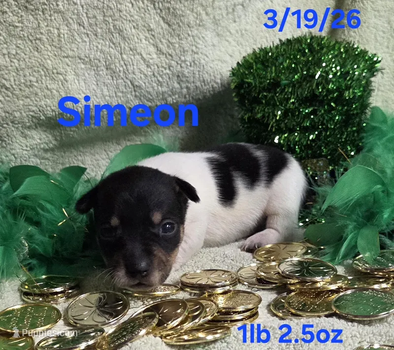 Simeon  – Teddy Roosevelt Terrier puppy for sale in Wetumpka, AL